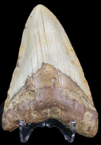 Bargain Megalodon Tooth - North Carolina #41160